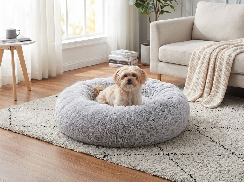 Small Chihuahua curled inside the calming donut bed bolster